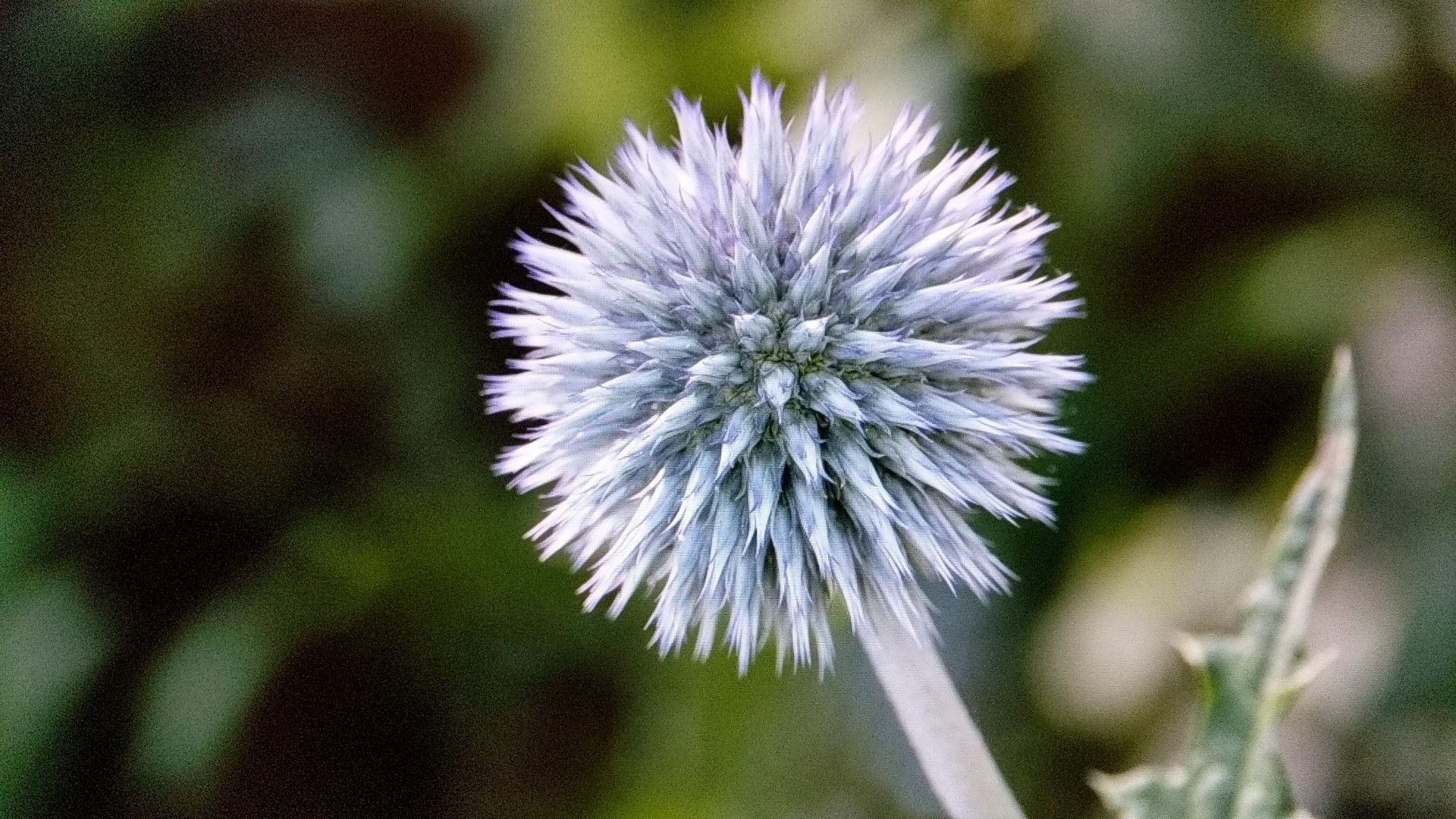 ルリタマアザミ（瑠璃玉薊）の育て方・栽培方法