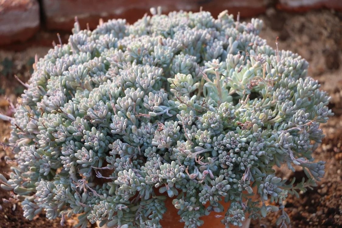Bluebean Graptopetalum pachyphyllum 'Bluebean' - PictureThis