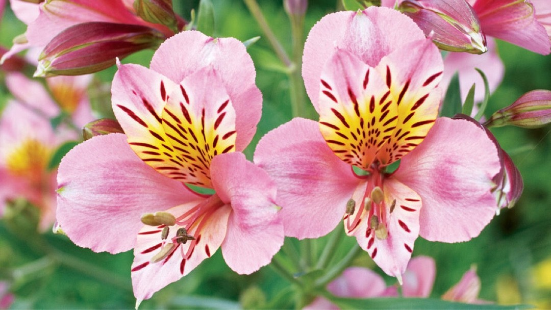 アストロメリア・アウレア 'Mauve Majesty' (Alstroemeria inca 'Mauve