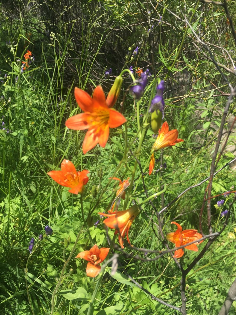 Lírio - Lilium (Taxonomia, Características, Flor, Imagens)