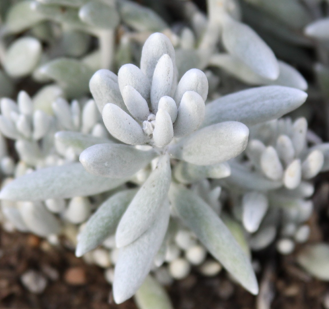 Senecio haworthii - Senecio haworthii (Pflege, Merkmale, Symbolik, Bilder), image size:1151x1080