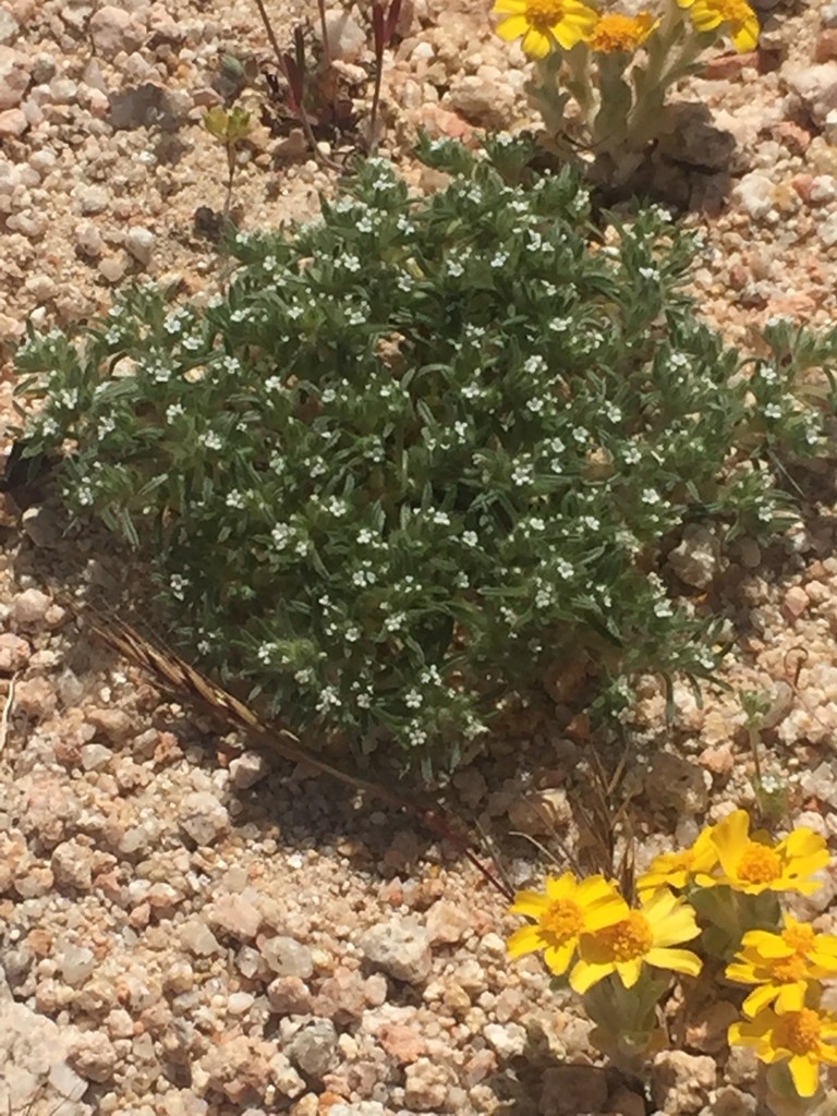 Cat's eye - Cryptantha (Taxonomy, Characteristics, Distribution, Images)