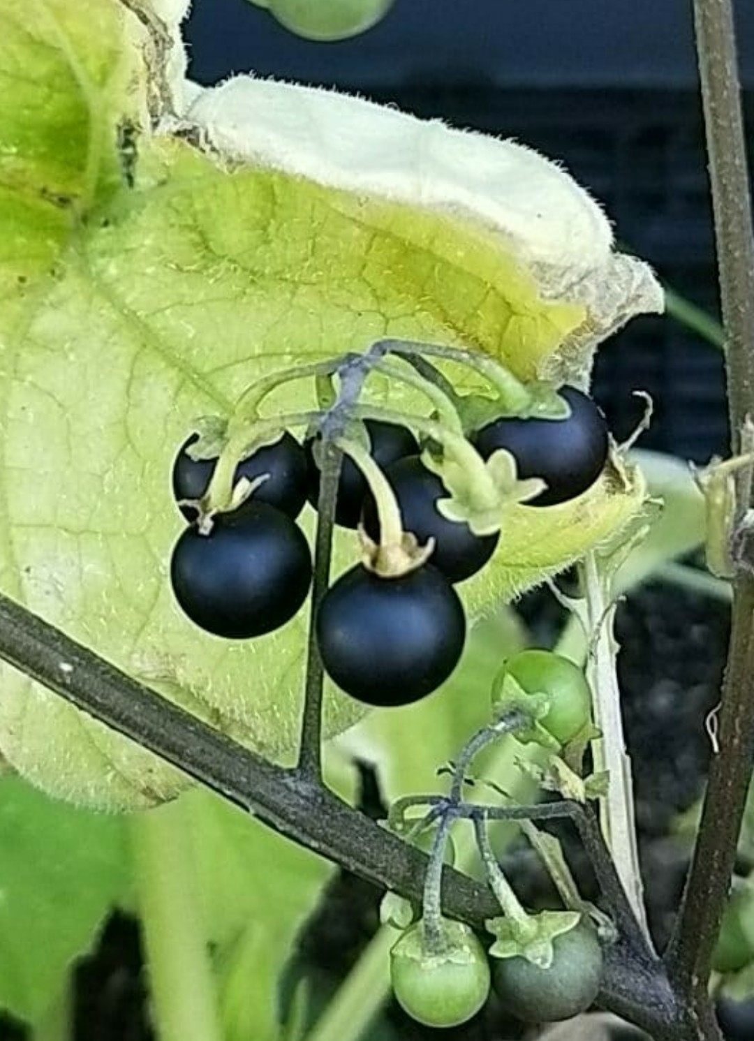 White bryony - Bryonia alba (Taxonomy, Characteristics, Distribution,  Images)