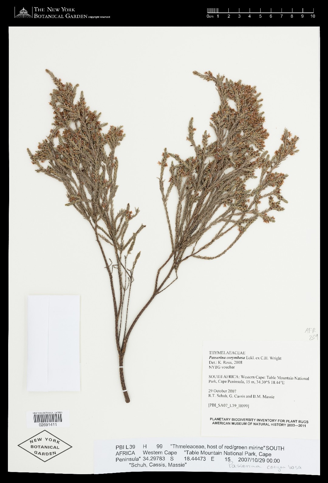 Passerina corymbosa PictureThis