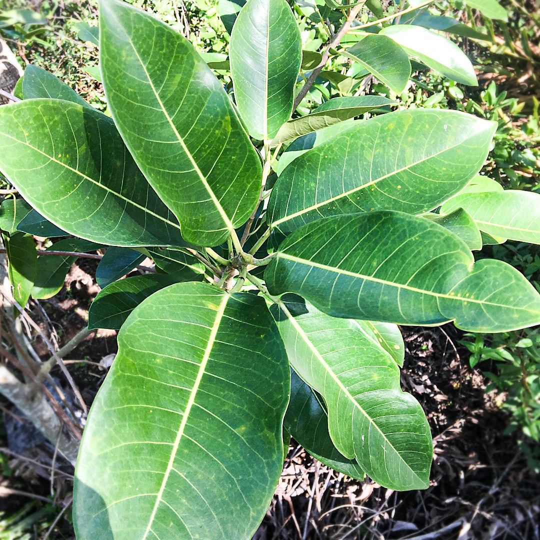 絞殺榕 (Ficus aurea) 照顧，種植，繁殖，開花時間 - PictureThis