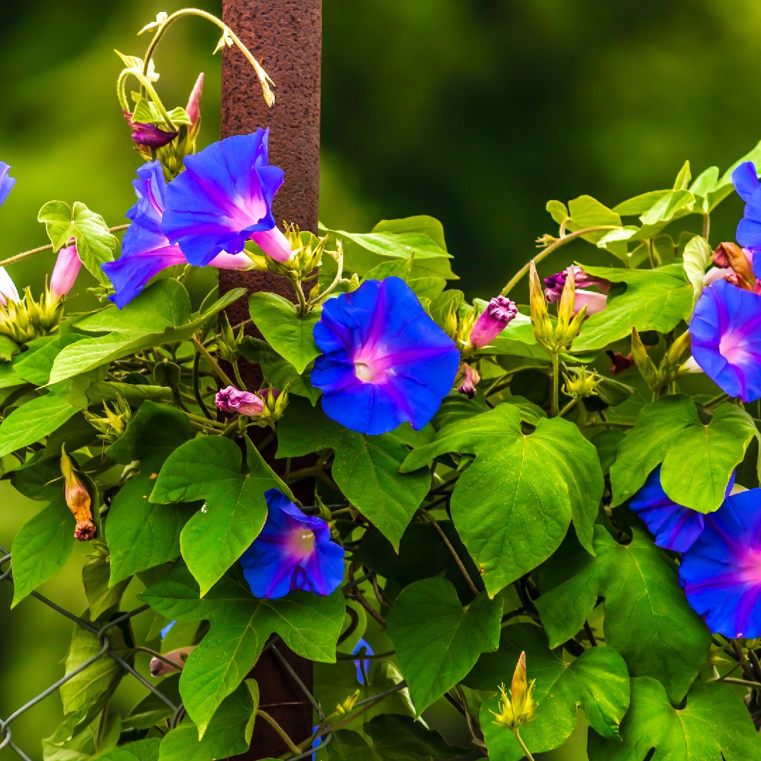 Campanita morada (Ipomoea indica) - PictureThis