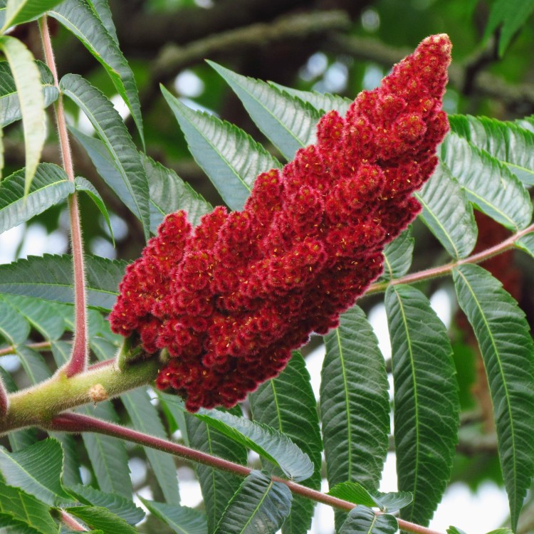 Sumac vinaigrier — Wikipédia