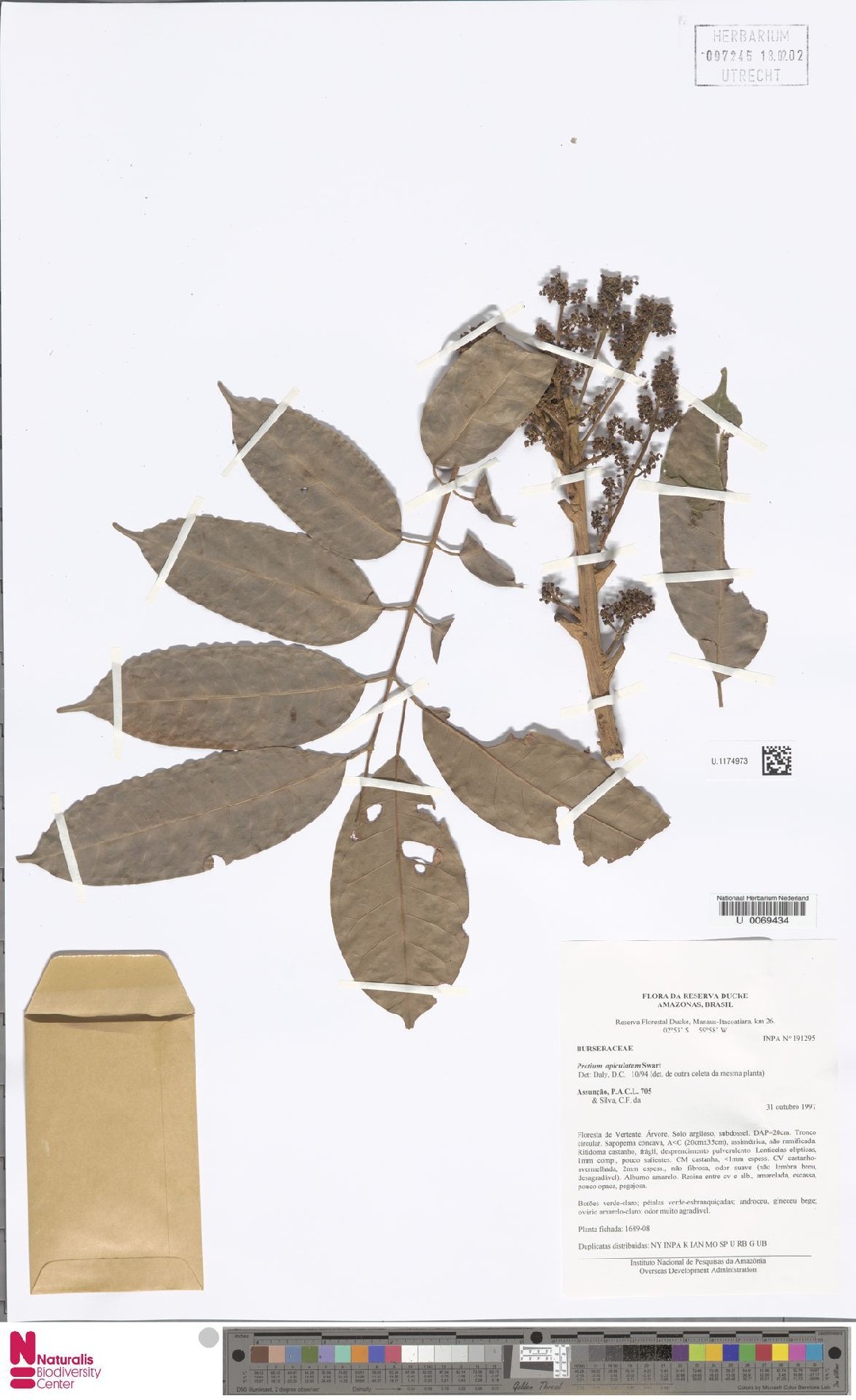 Protium apiculatum PictureThis