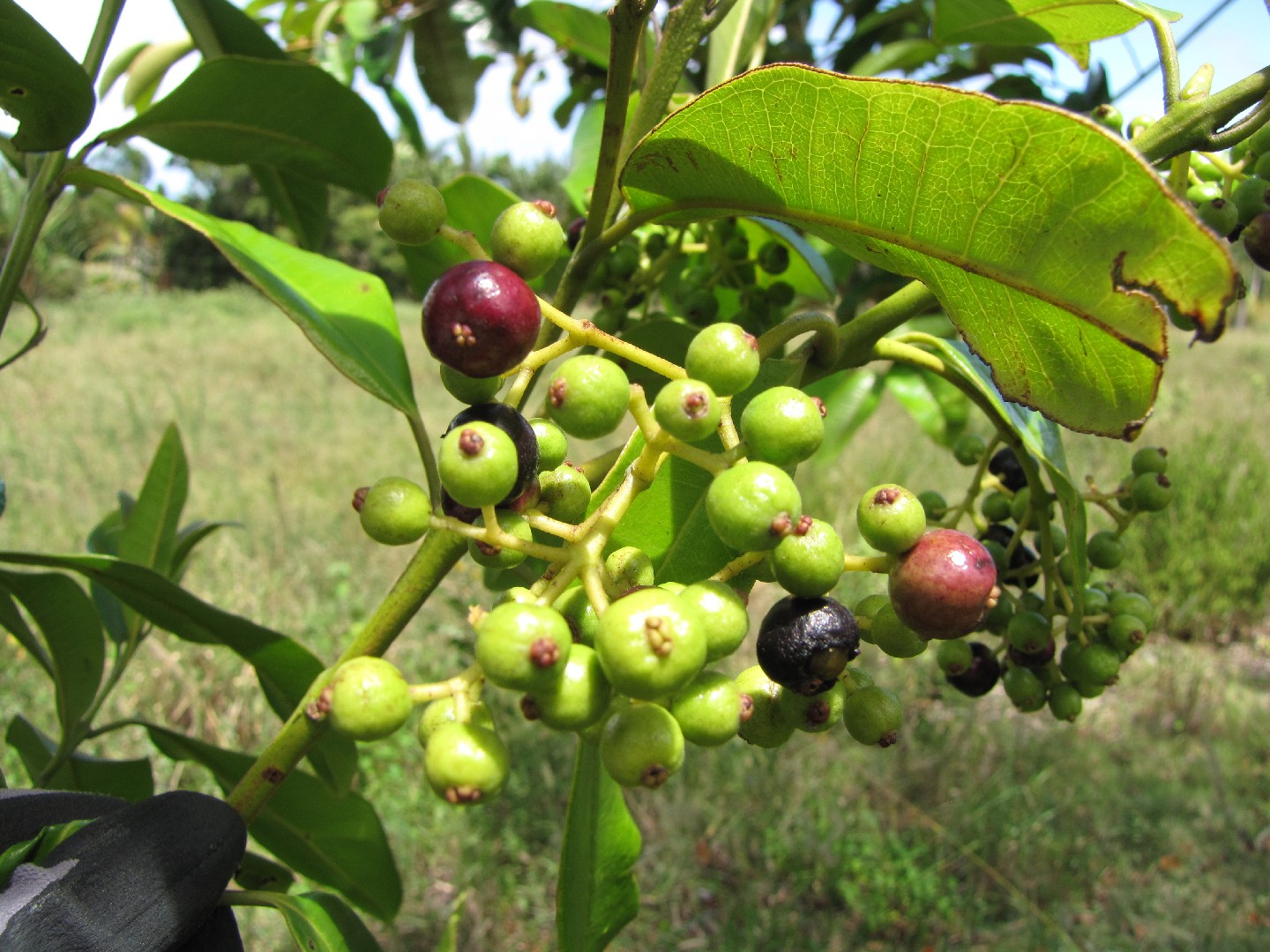 Arvore De Pimenta Da Jamaica Pimenta Dioica, Allspice, Jamaica Pepper,