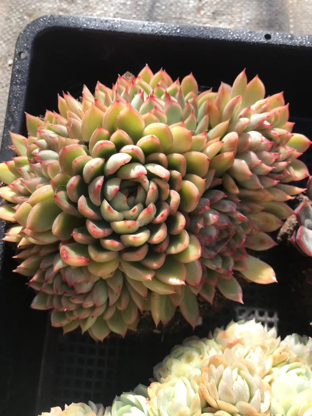 メビナ（女雛） (Echeveria 'Mebina') - PictureThis