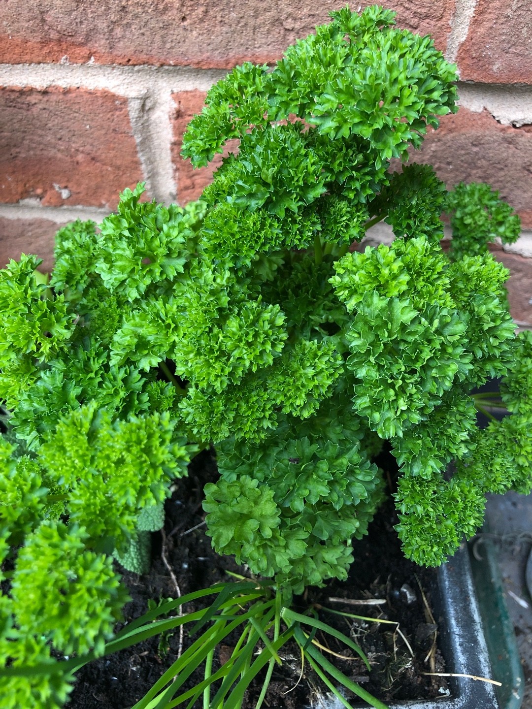 Petroselinum PictureThis