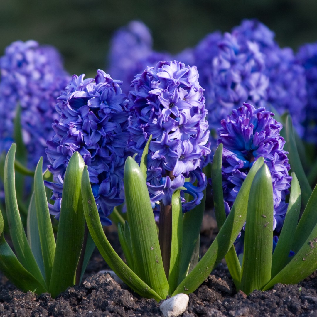 common hyacinth (hyacinthus orientalis) flower, leaf, care, uses