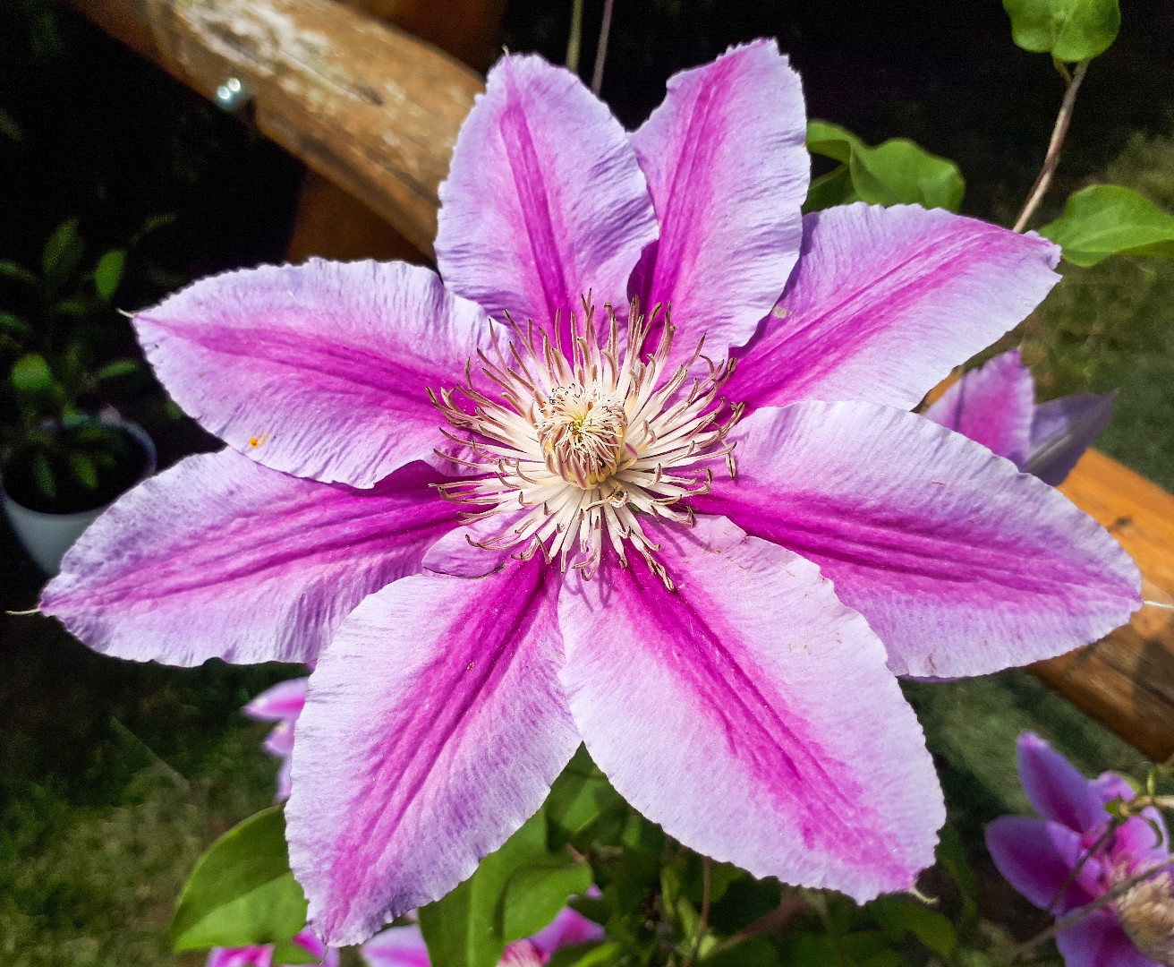 Clematis 'Doctor Ruppel' - PictureThis