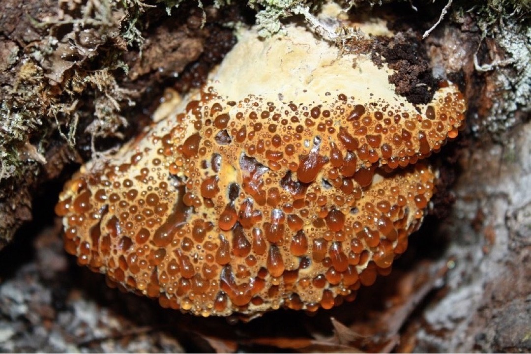 Pseudoinonotus (Pseudoinonotus)