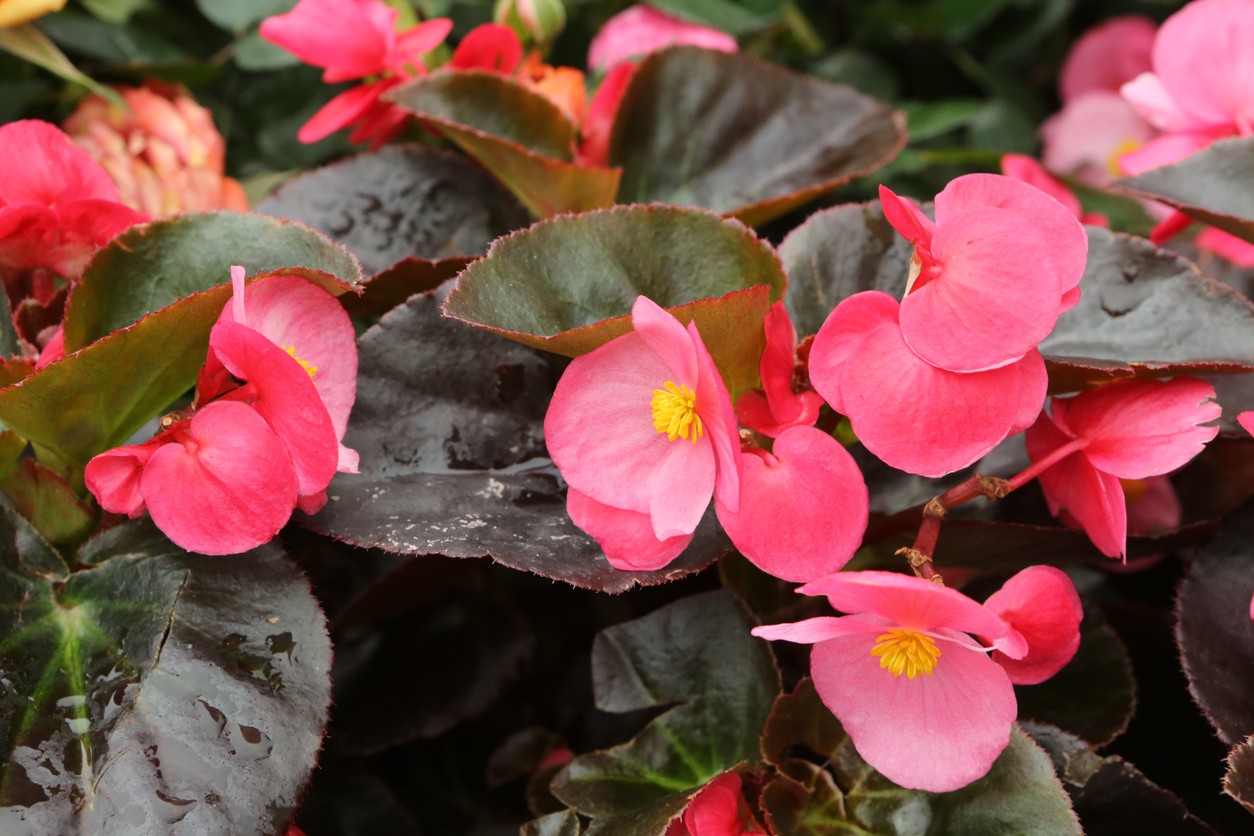 Begonia 'Big Rose with Bronze Leaf' Care (Watering, Fertilize, Pruning,  Propagation) - PictureThis