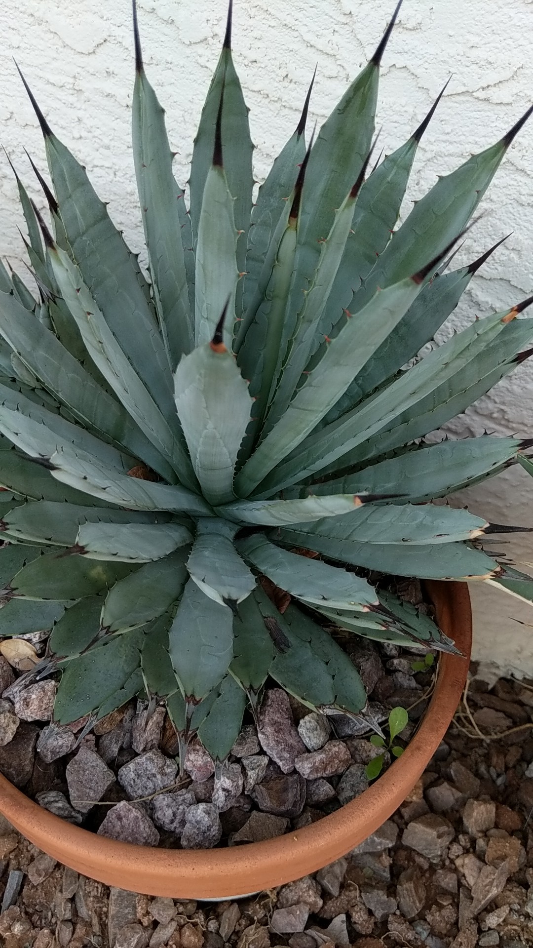 アガベ・マクロアカンサの判定方法 (Agave macroacantha)