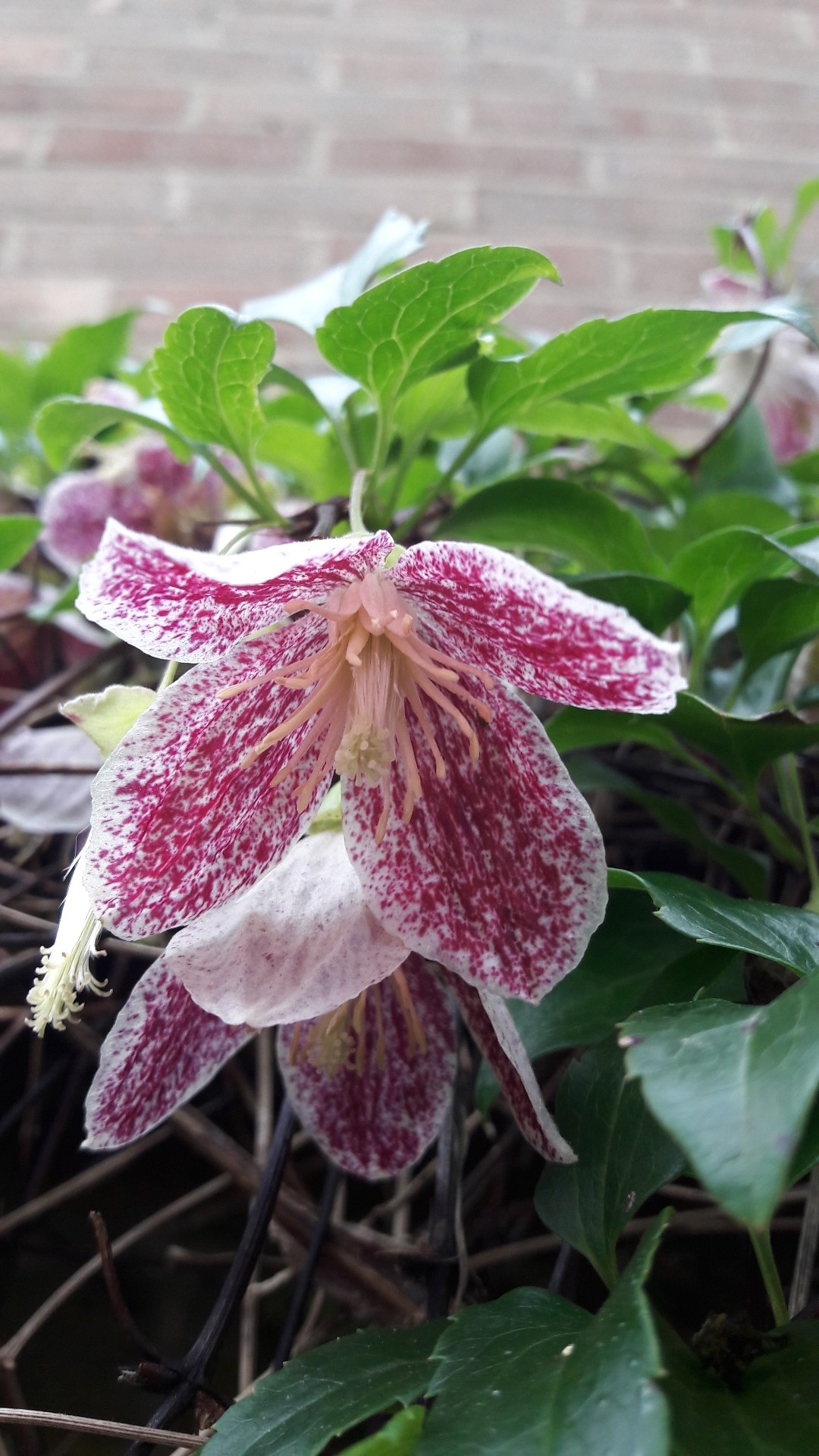 クレマチス・シルホサ 'Advent Bells'の育て方・栽培方法