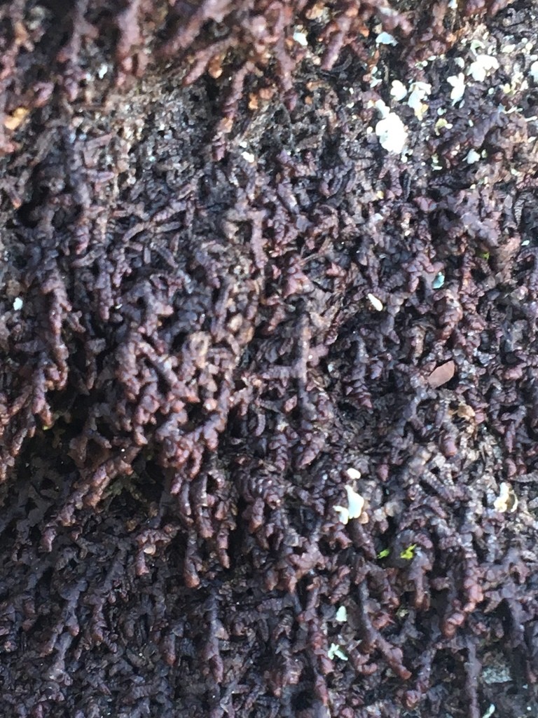 Leafy liverworts (Jungermanniopsida) Flower, Leaf, Care, Uses PictureThis