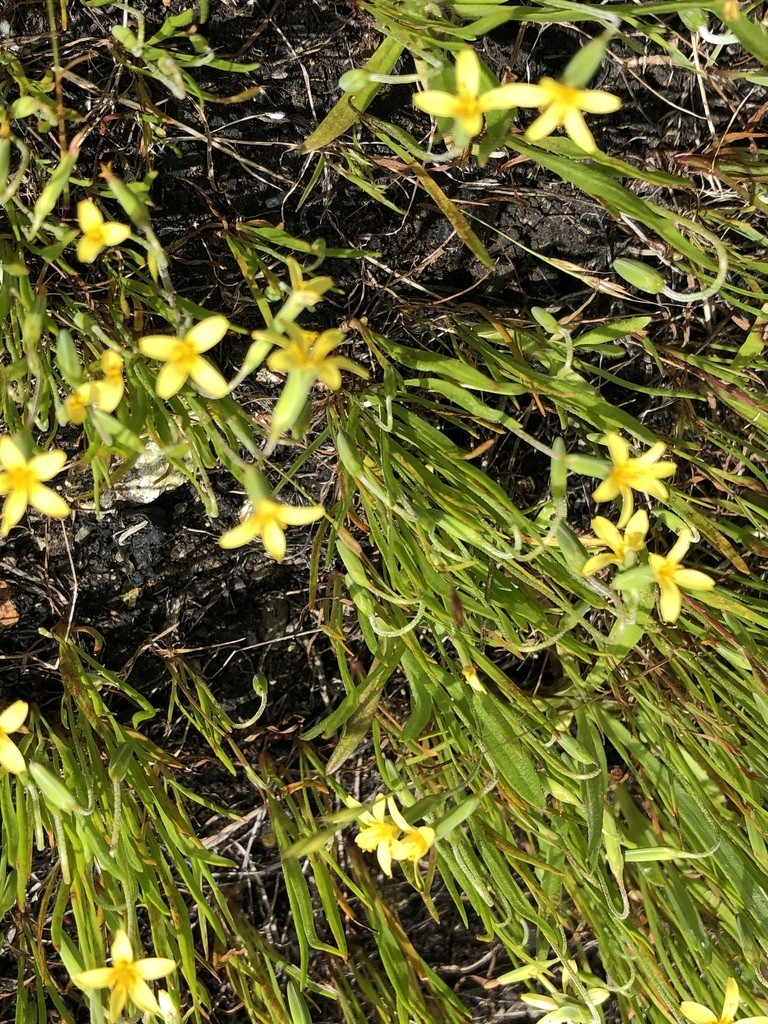 Yam daisy Care (Watering, Fertilize, Pruning, Propagation) PictureThis