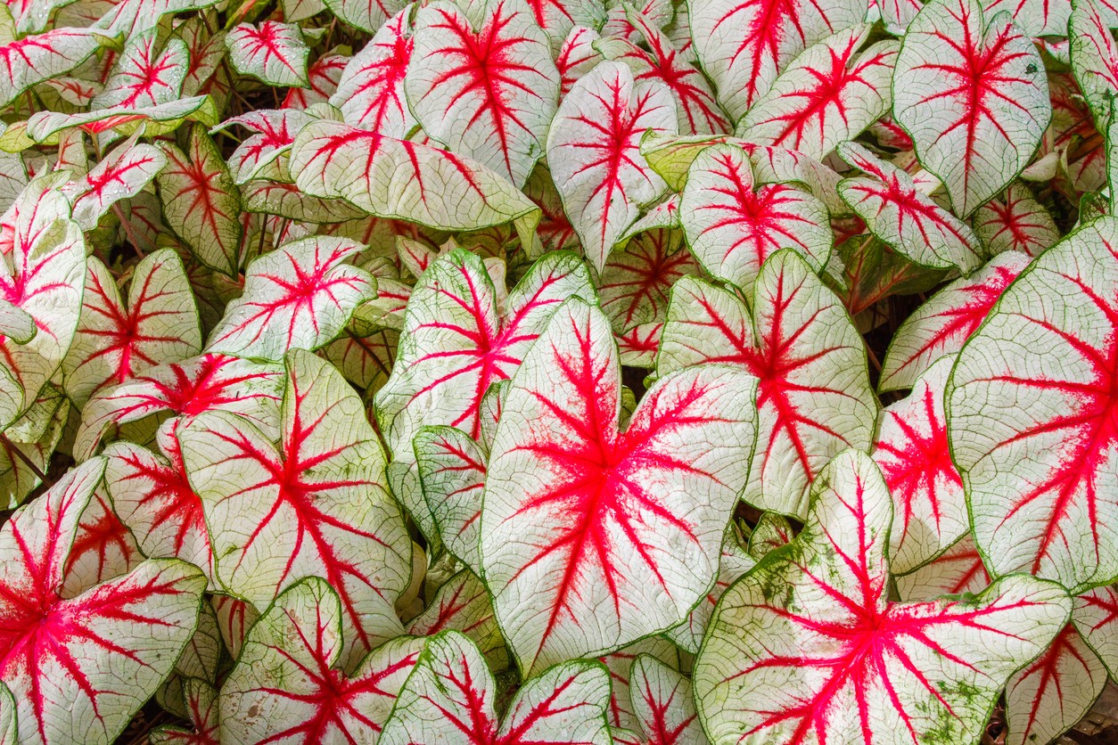 Caladium bicolor 'Fiesta' - PictureThis