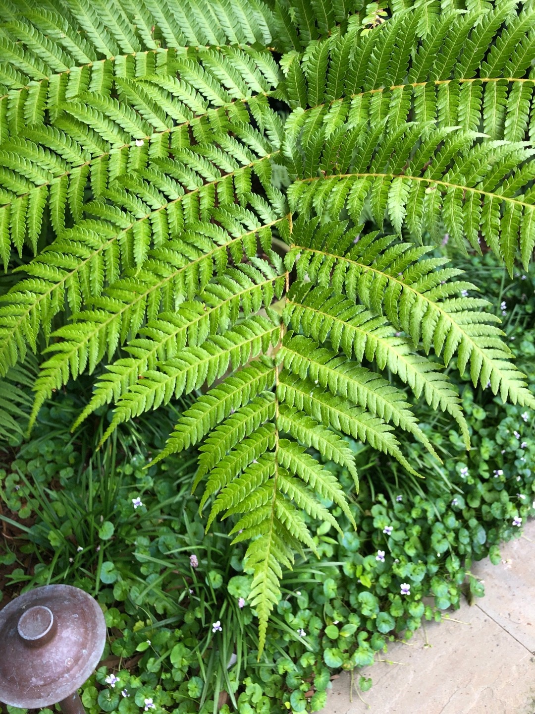 金狗毛蕨屬 (Cibotium) 照顧,種植,繁殖,開花時間 - PictureThis
