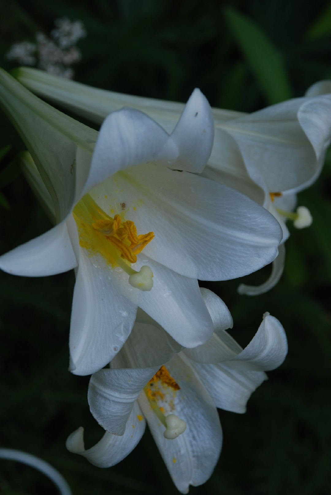 Lirio de pascua (Lilium longiflorum) - PictureThis