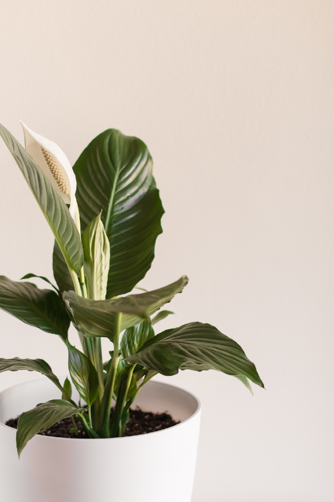 Spathiphyllum (fleur de lune) : entretien, arrosage et rempotage