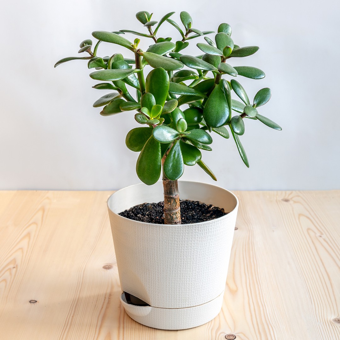 CRASSULA OVATA .l'arbre de jade. - BALADES ENTOMOLOGIQUES