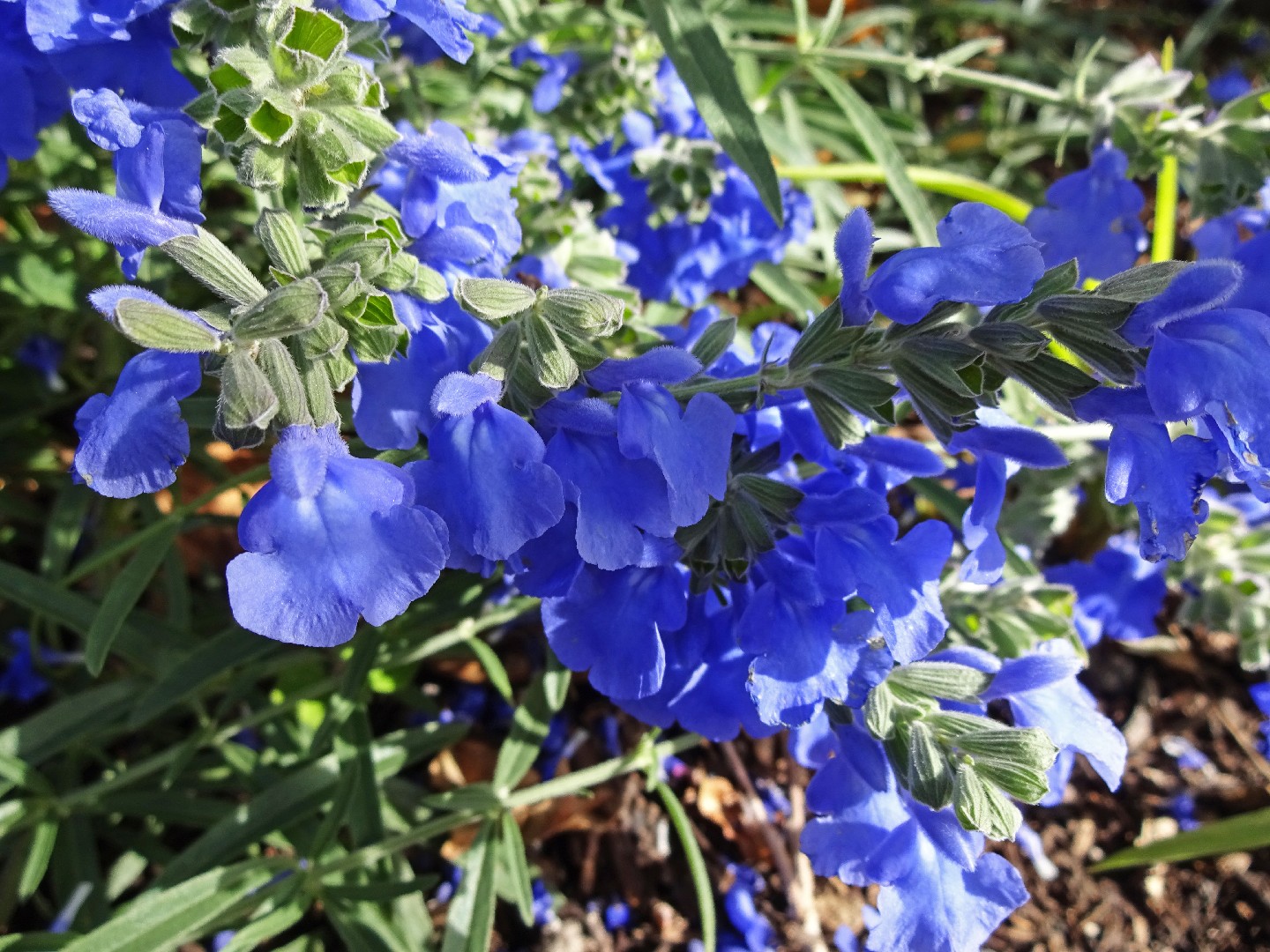 Salvia azurea - PictureThis