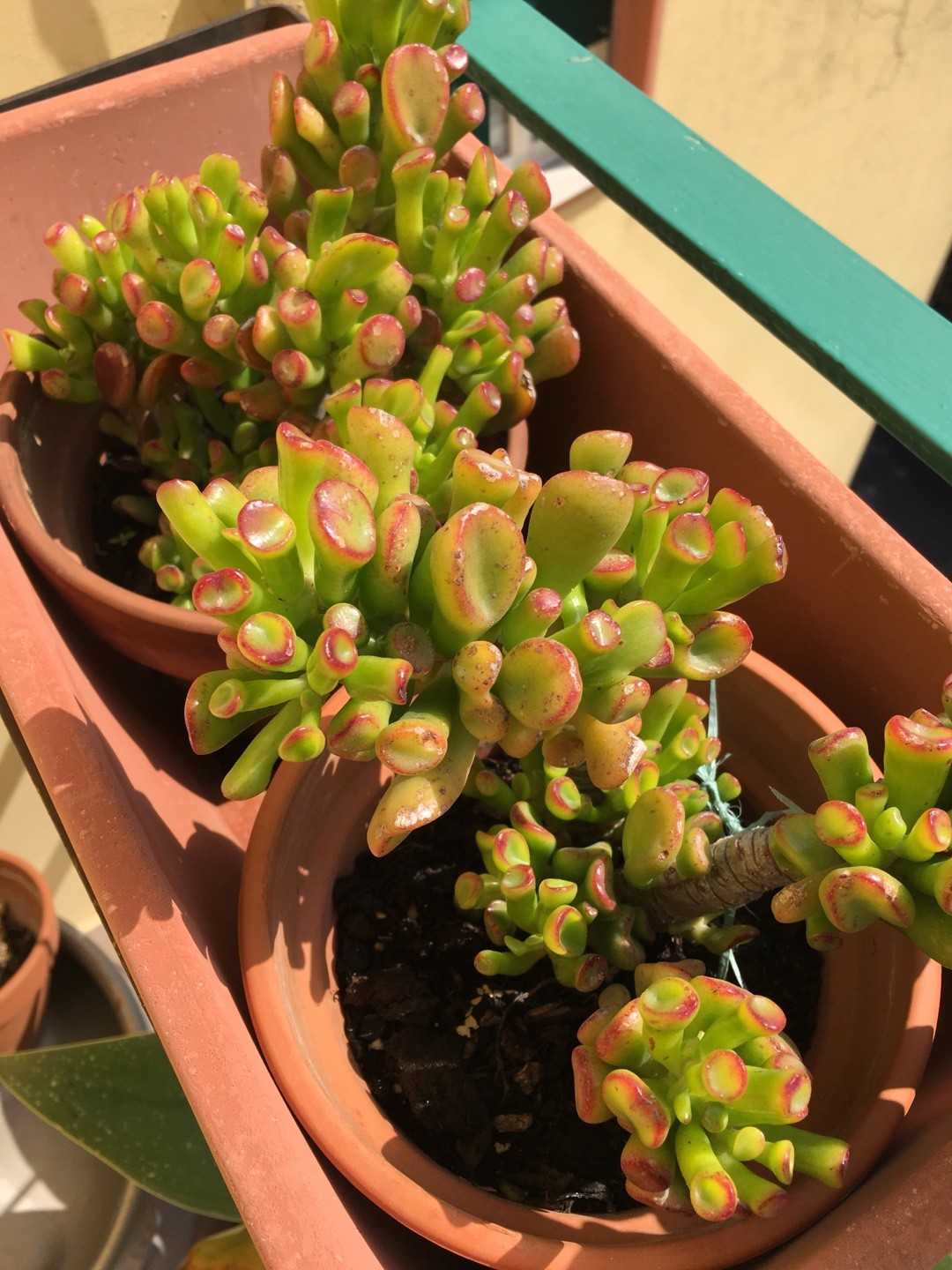 クラッスラ・オバタ 'ホビット'の判定方法 (Crassula ovata 'Hobbit')