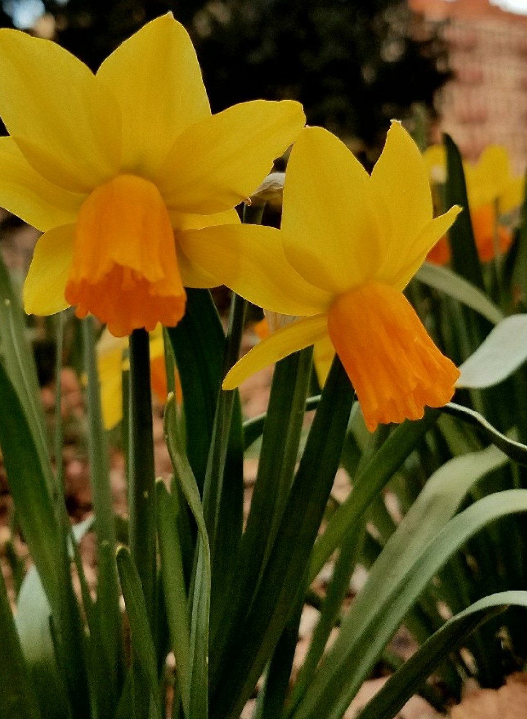 Narcis (Narcissus) PictureThis