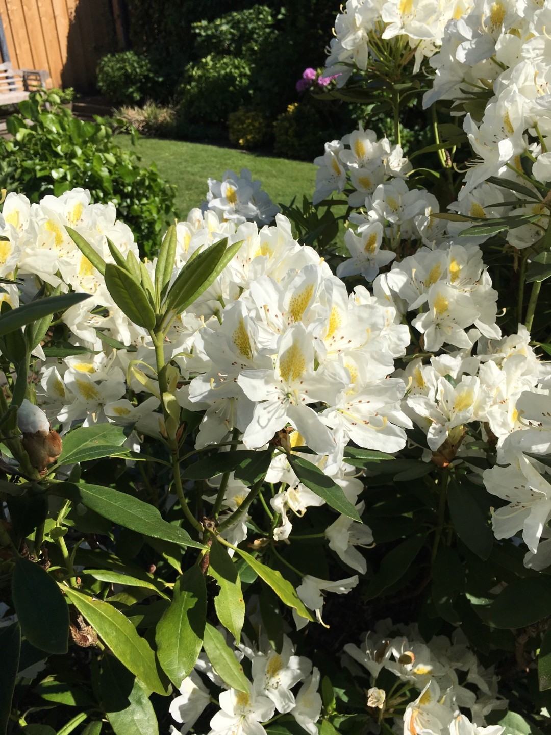 Great laurel 'Madame Masson' (Rhododendron 'Madame Masson') - PictureThis