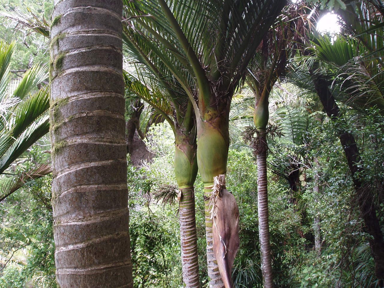 ニカウヤシ (ケア, 特徴, 花, 画像)