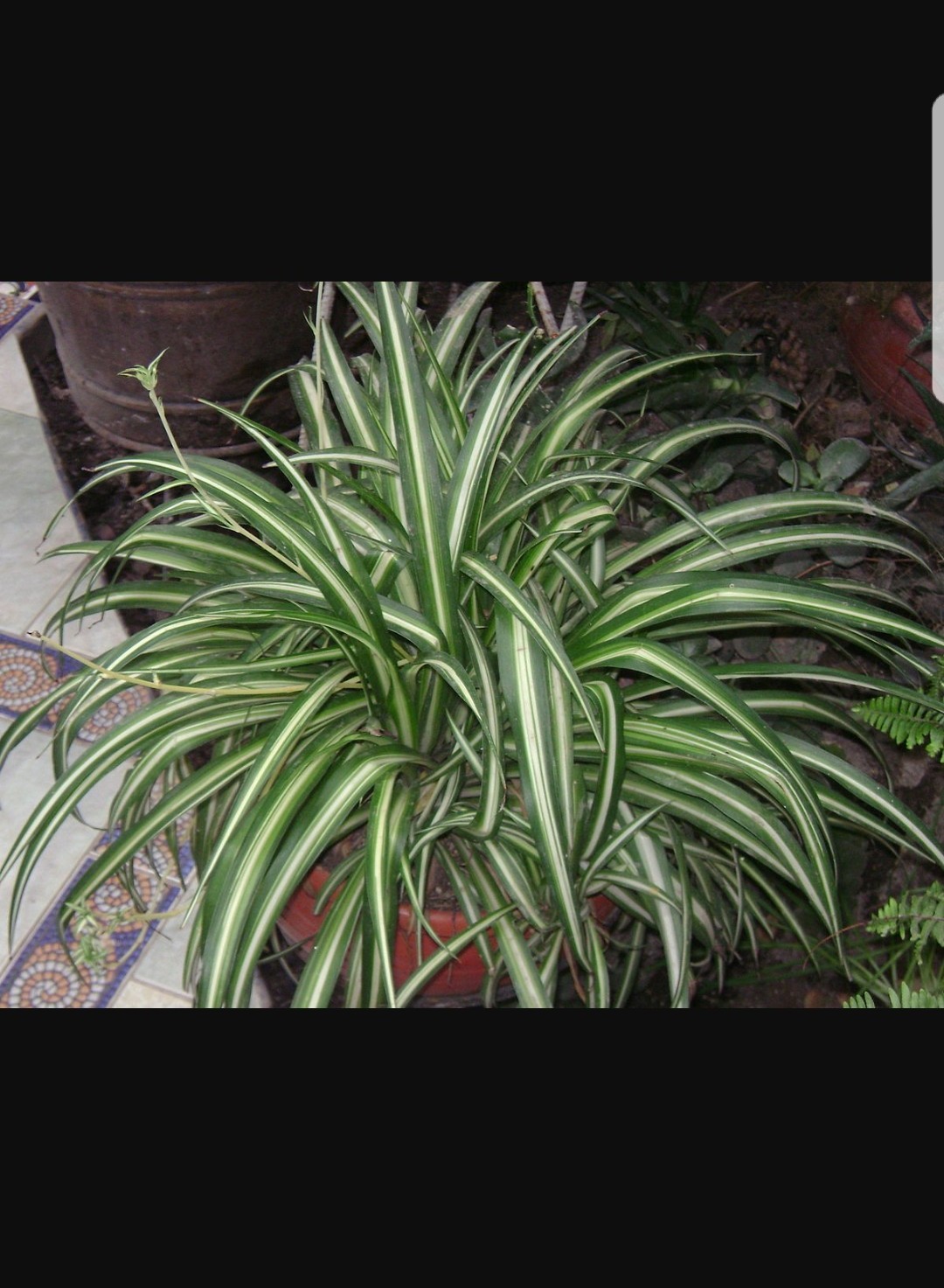 How to Grow and Care for Spider plant 'Vittatum', image size:1080x1473