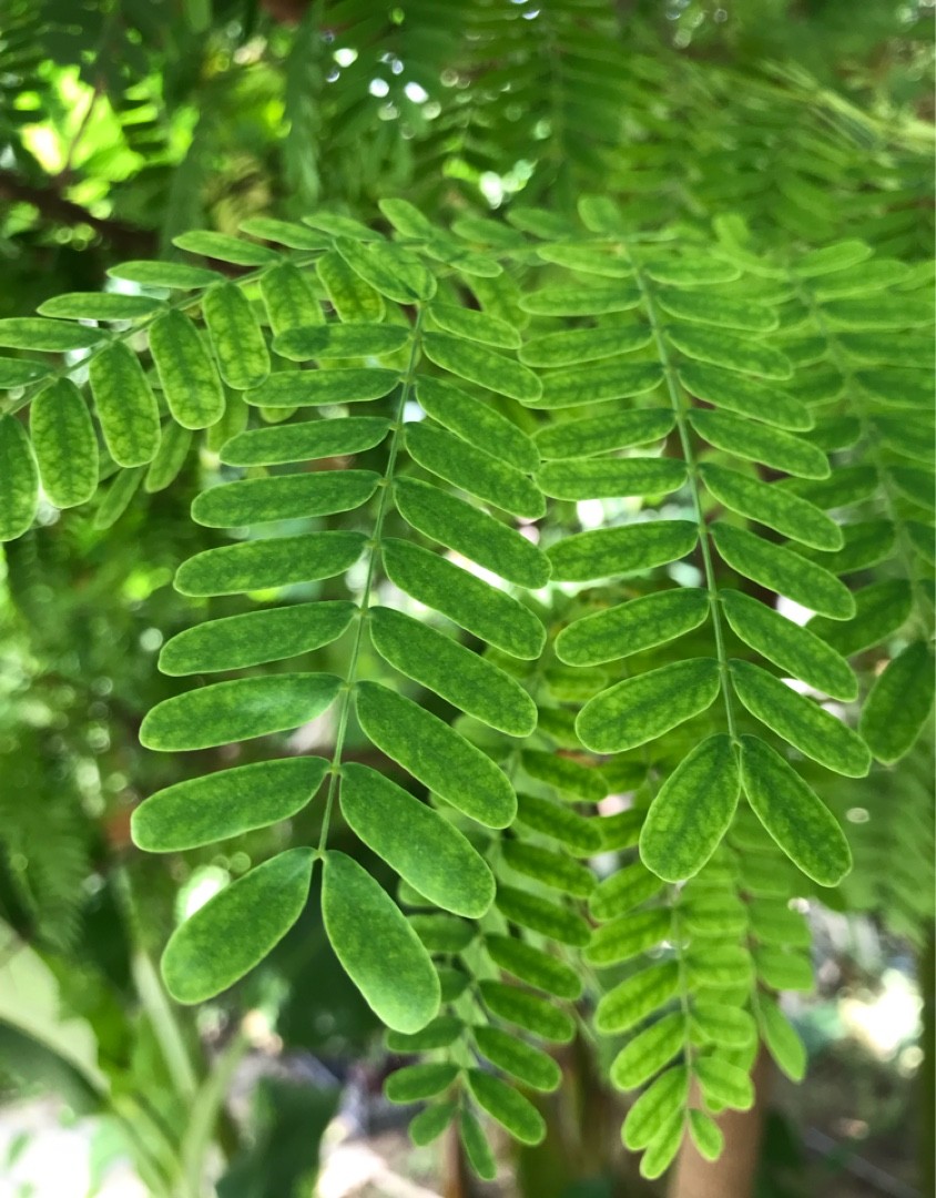 Tamarindos falsos (Lysiloma)