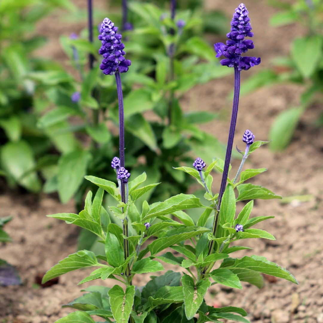 Sauge farineuse (Salvia farinacea) - PictureThis