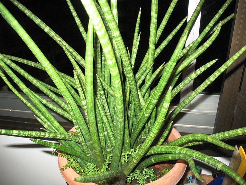 Bogenhanf - Sansevieria (Taxonomie, Merkmale, Verbreitung, Bilder)