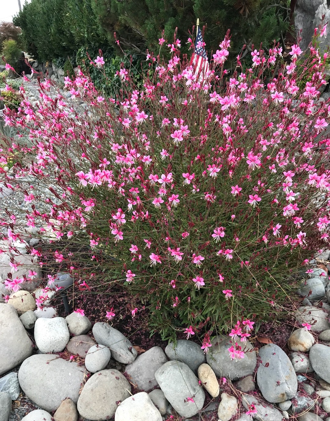 Gauura Raspberry Gaura - PictureThis