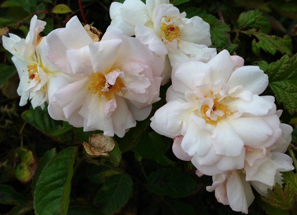Roses - Rosa (Taxonomy, Characteristics, Flower, Images)