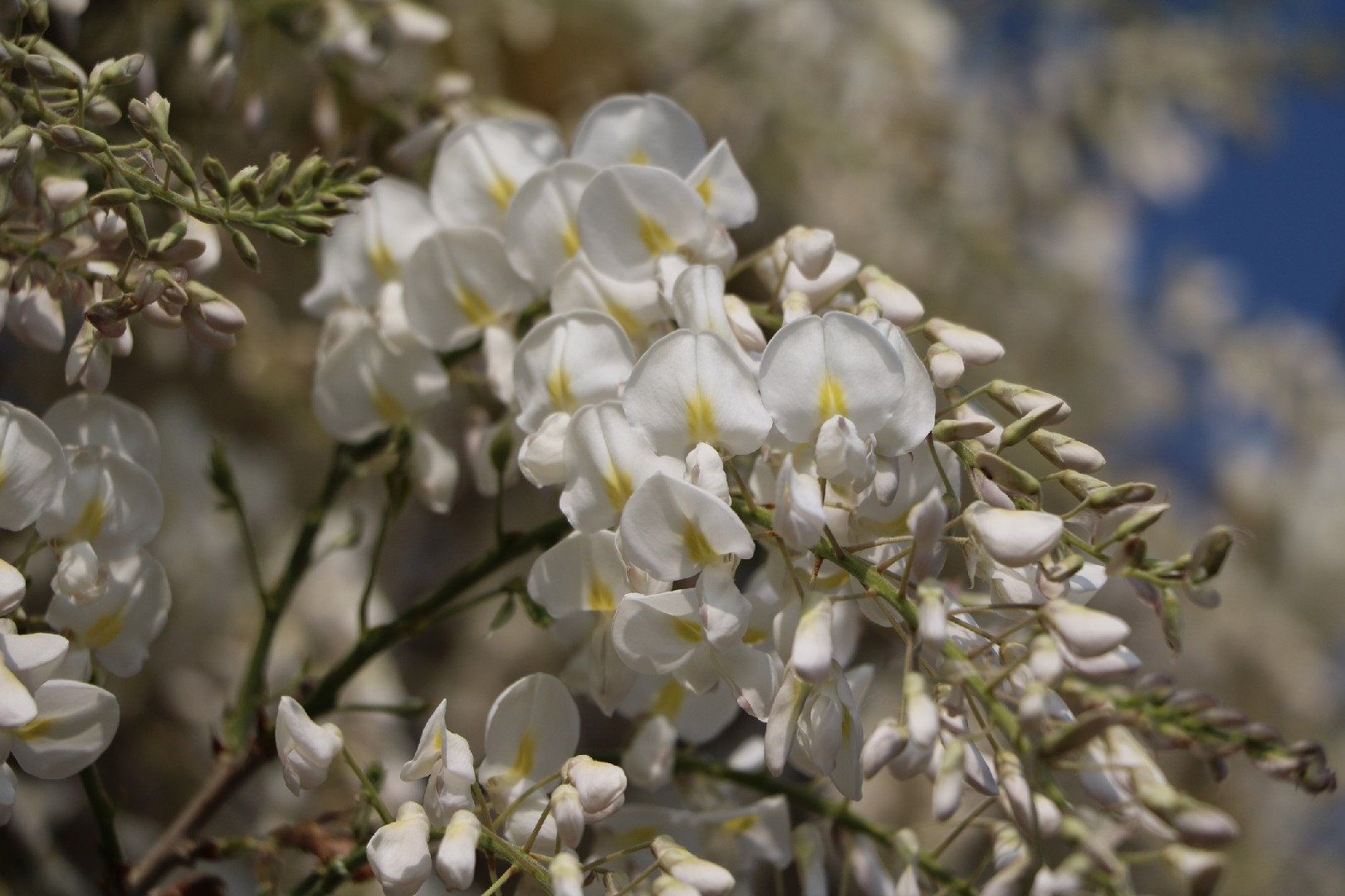 Chinese wisteria 'Alba' (Wisteria sinensis 'Alba') - PictureThis