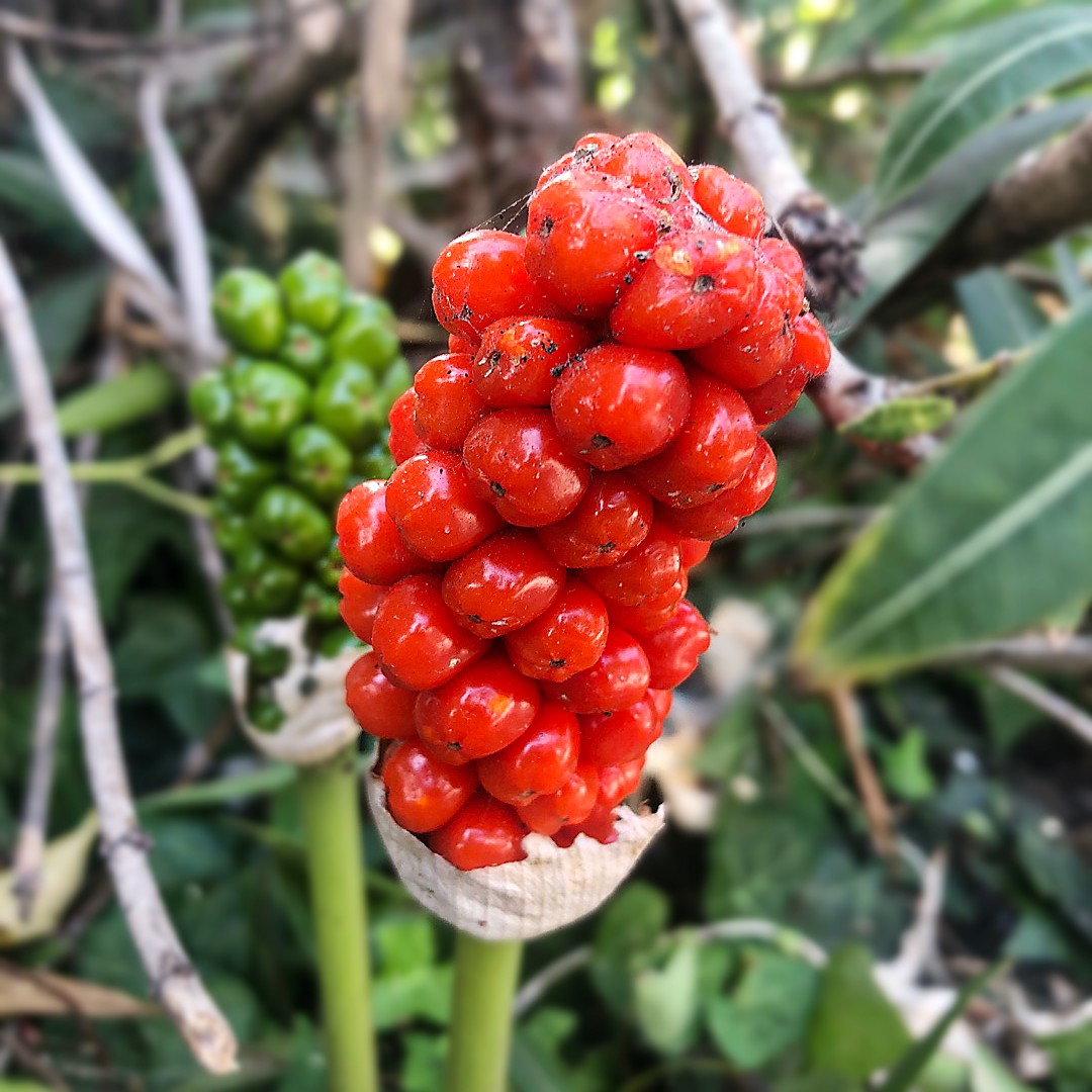 Italian arum (Arum italicum) Flower, Leaf, Care, Uses - PictureThis