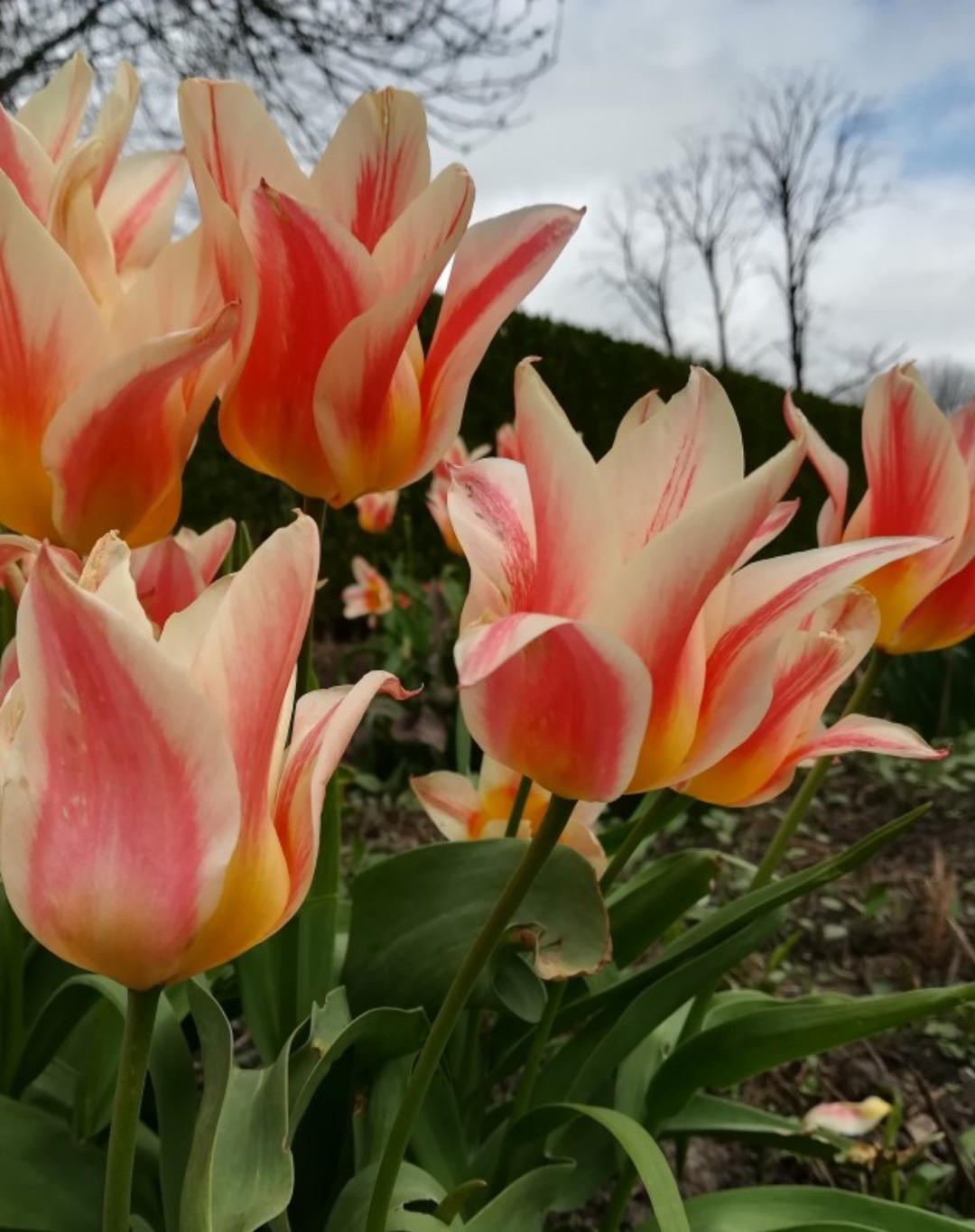 チューリップ属 'Quebec' (Tulipa greigii 'Quebec') - PictureThis