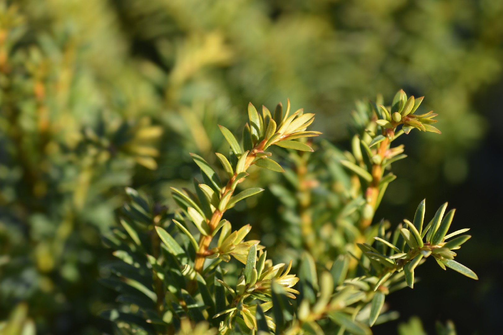 Common yew 'Semperaurea' (Taxus baccata 'Semperaurea') - PictureThis