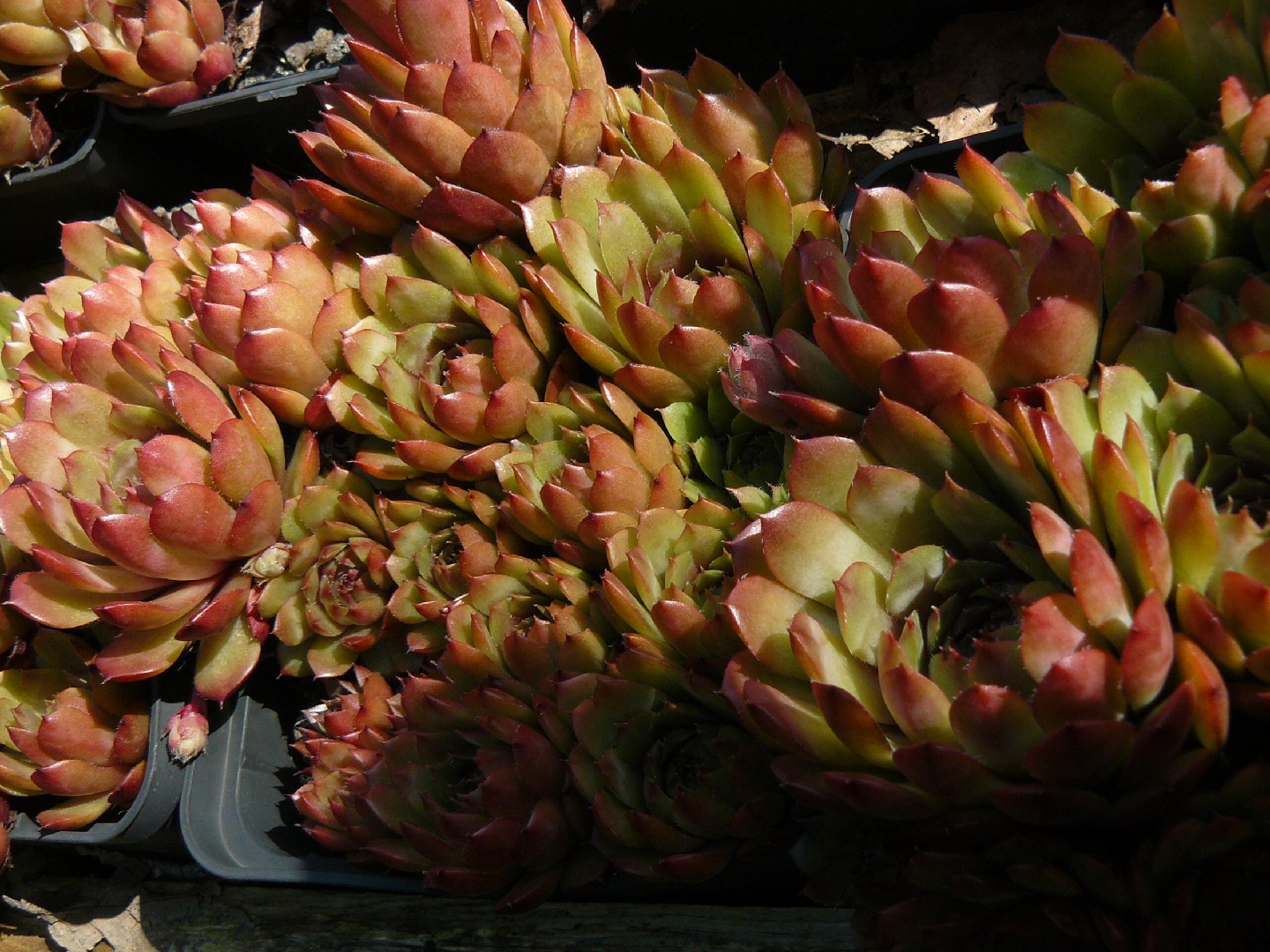 センパービブム・ベディベレ (Sempervivum 'Bedivere') - PictureThis