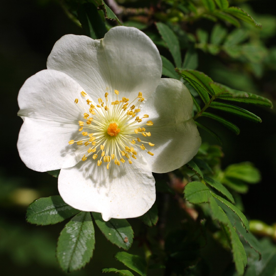 Шиповник колючейший (Rosa spinosissima) - PictureThis