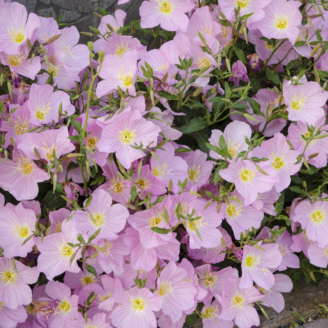 onagre,magie de l'onagre,éclosion,fiche,evening primrose,oenothera