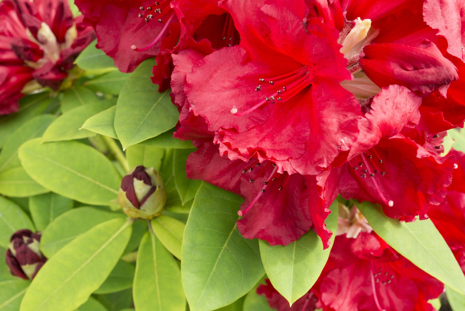 Azalea 'Red Jack' (Rhododendron 'Red Jack') - PictureThis