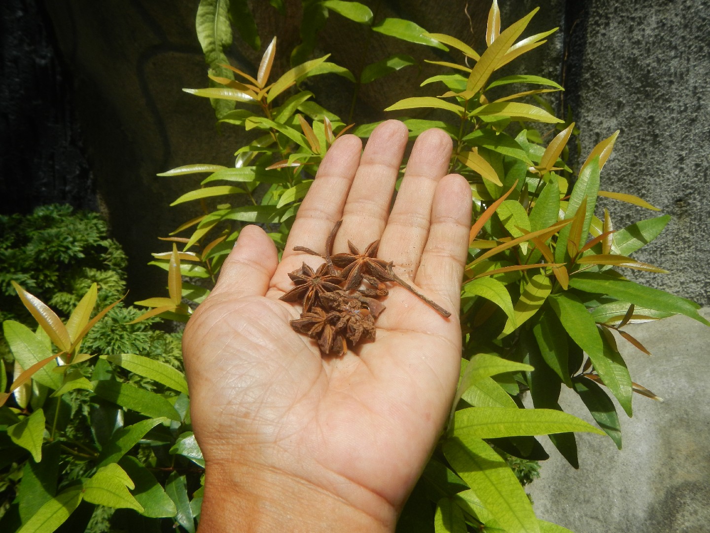 シキミ(樒) (Illicium anisatum) 花言葉,毒性,よくある質問 - PictureThis