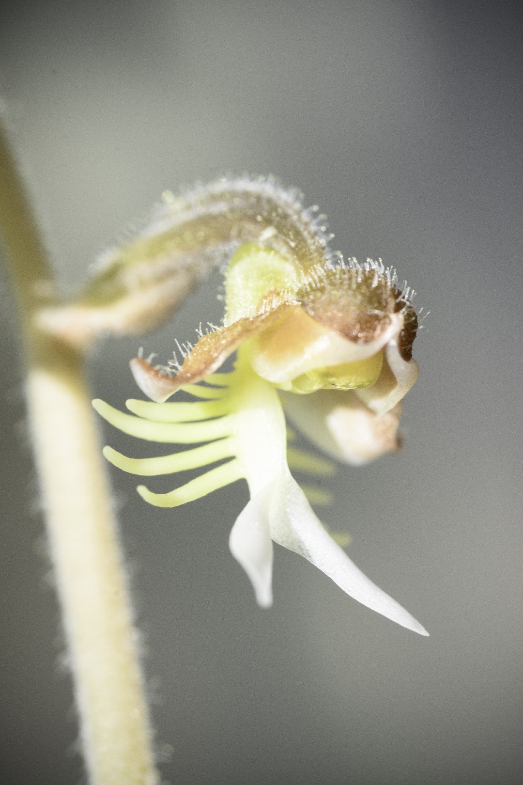 キバナシュスラン (Anoectochilus formosanus) - PictureThis