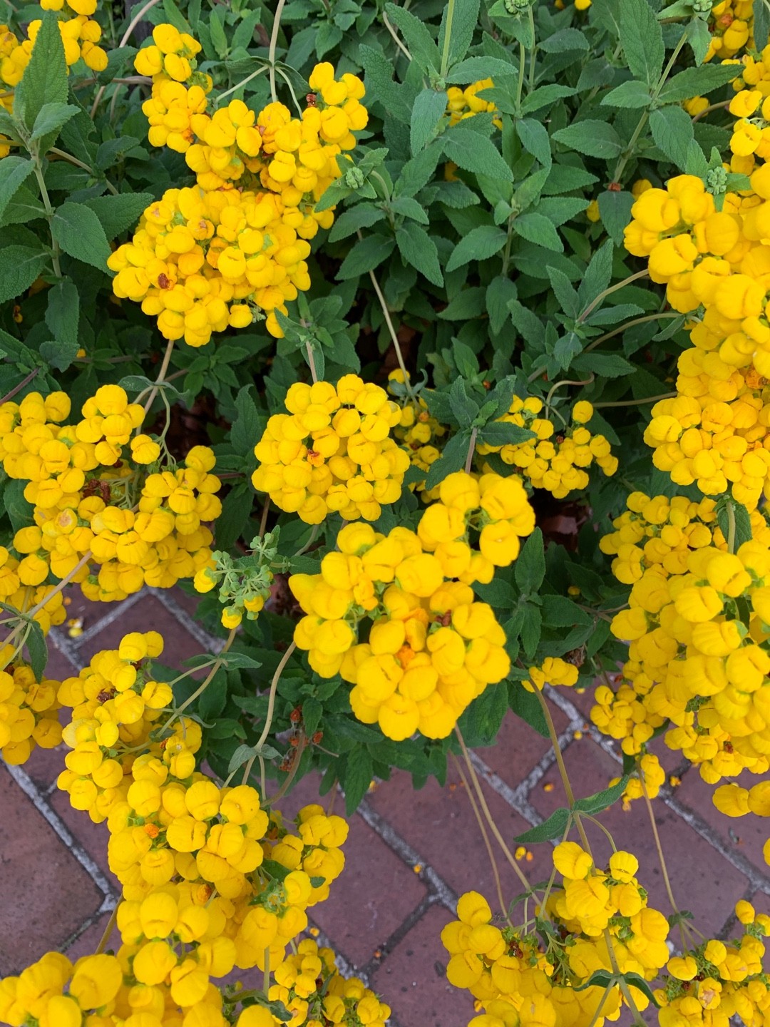 senecio articulatus variegata Senecio articulatus f. variegatus – Variegated Candle Plant – Collectors  Online main image 0